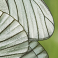 Aporia crataegi